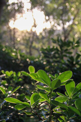 Fototapeta premium Green Plant with Sunlight Shining Through the Leaves