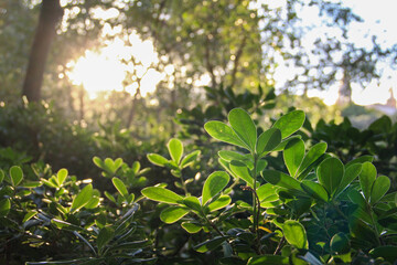 Green Plant with Sunlight Shining Through the Leaves