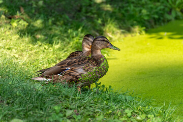 Mallards standing on the river bank in the grass. Green minimalistic wild duck photo.