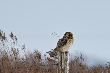 Winter scene of a  Short-eared owl sits perched on a fence post of an agriculture field looking around hunting for food