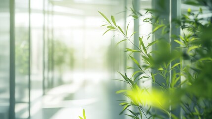 Bright and Airy Indoor Space with Green Plants