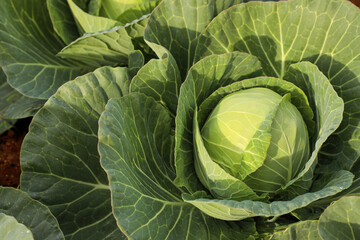Obraz premium Juicy white cabbage grows on agricultural lands bathed in bright sunshine, close-up.