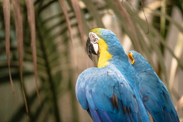 photography of parrots and parrots in their natural habitat in the middle of nature