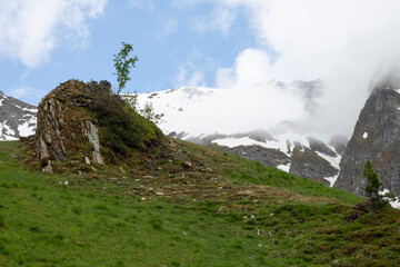 Isolated Rocky Outcrop with Alpine Vegetation Against Snow-Covered Peaks in Zillertal, Tirol, Austria