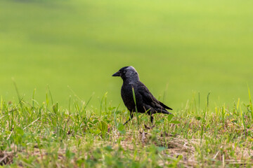 Western jackdaw walking in the grass. Minimalistic green background.