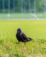 Western jackdaw walking in the grass. Minimalistic green background.