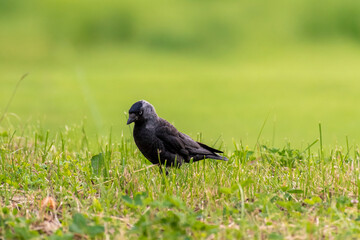 Western jackdaw walking in the grass. Minimalistic green background.