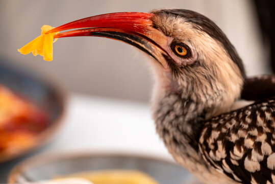 African Red-Billed Hornbill Eating Cheddar Cheese
