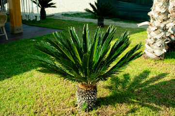Cycas revoluta, sago palm, king sago, sago cycad, Japanese sago palm. Green tropical tree. Toxic plant.