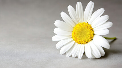 Obraz premium Close-up of a white daisy with a yellow center lying on a gray background, illuminated by soft sunlight, creating a minimalist and high-key composition