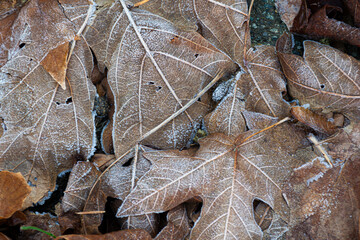 An abstract image of over lapping frost covered autumn leaves lying on the ground creating a pretty...