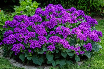 Fototapeta premium Vibrant heliotrope flowers in a blurred public garden in Turkey s Marmara region during summer