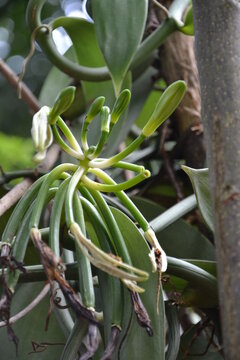 Sri lanka, Kandy, 26 avril 2016 : Orchid&eacute;e tropicale Vanilla planifolia grimpe sur l'arbre et ses nombreuses capsules de vanilles,  au Sri Lanka