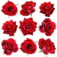 Collection of red roses isolated on white background