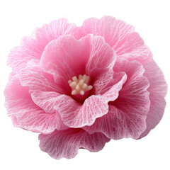 Beautiful pink flower with delicate textures displayed against a neutral background showcasing its intricate details