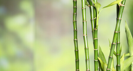 Beautiful decorative bamboo plant on blurred background, closeup. Space for text © New Africa