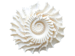 Isolated white spiral shell, top view