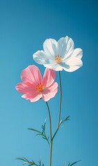 Fototapeta premium pink and white flower with blue sky
