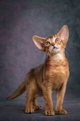 A red Abyssinian kitten on a beautiful background. Studio shooting