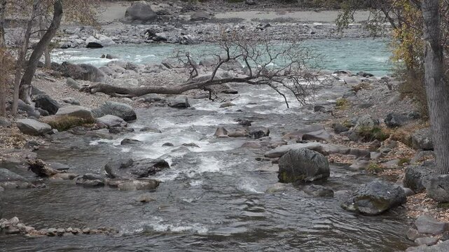 Seething water quickly flows over the stones. Mountain river in autumn forest. Altai