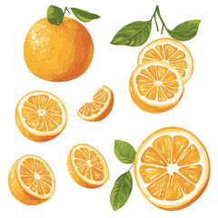 Fresh orange fruit whole and sliced wedges Design elements set watercolour style vector illustration isolated on a white background