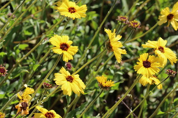 California Brittlebush, Encelia Californica, a delightful native synoecious perennial shrub displaying terminal racemose radiate head inflorescences during Spring in the Santa Monica Mountains.