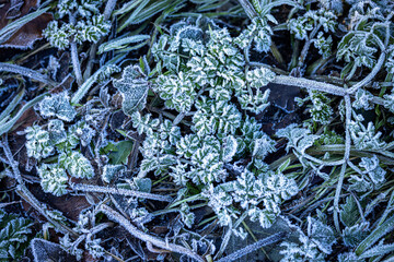 Looking down at leaves covered in frost on a cold January morning