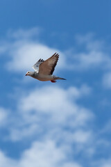 grizzle homing pigeon flying against cloudy sky