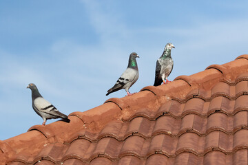 group of homing pigeon standing on home roof