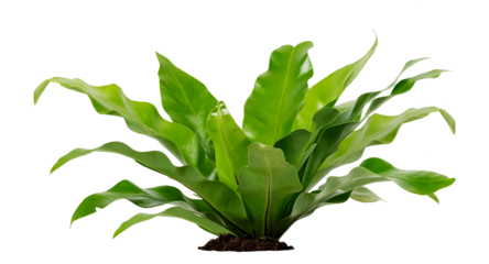Isolated plant green earth big leaves bush tropical