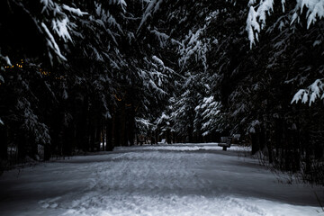 A wide, snow-covered path leads through a dense, dark forest of evergreen trees laden with fresh snow. The scene is dimly lit, suggesting nighttime or twilight, with a faint glow on the horizon.