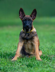 Portrait of a young belgian shepherd malinois puppy sitting on the grass