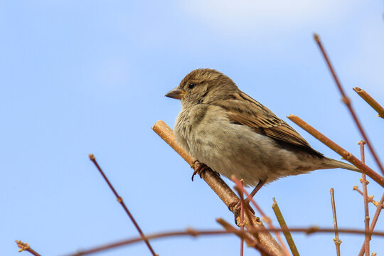 Sparrow bird perched on a branch