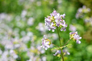 Wild sweet William (saponaria officinalis) flowers in bloom