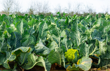 Naklejka premium Winter Harvest: Romanesco Field Ready for Picking.
