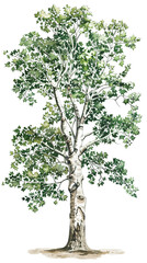 Obraz premium Unique Illustration of a Tall Tree With a White Trunk and Lush Green Foliage in a Natural Setting