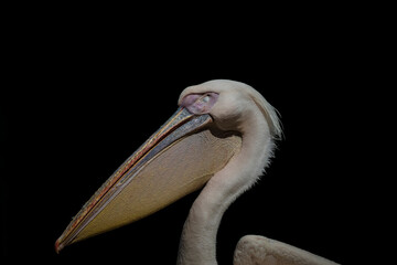 photography of pelicans in their natural habitat in the middle of nature