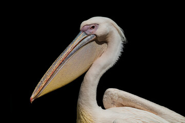 photography of pelicans in their natural habitat in the middle of nature