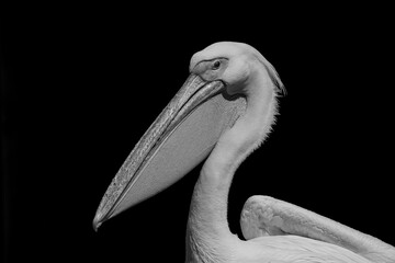 photography of pelicans in their natural habitat in the middle of nature