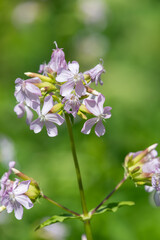 Wild sweet William (saponaria officinalis) flowers in bloom