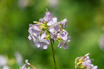 Wild sweet William (saponaria officinalis) flowers in bloom
