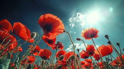 Obraz premium Vibrant red poppy flowers swaying under a bright blue sky with sunlight illuminating the scene