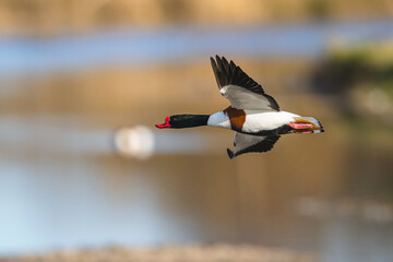 Common Shelduck, Tadorna tadorna, bird in flight over winter marshes