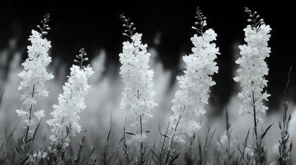 Monochromatic Floral Symphony: A Study in Black and White