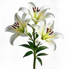Fototapeta premium Close up view of three white lilies. Beautiful white flowers bloom against plain white background. Nature in full display. Spring summer blossom. Isolated flower beauty. Macro photo of exquisite