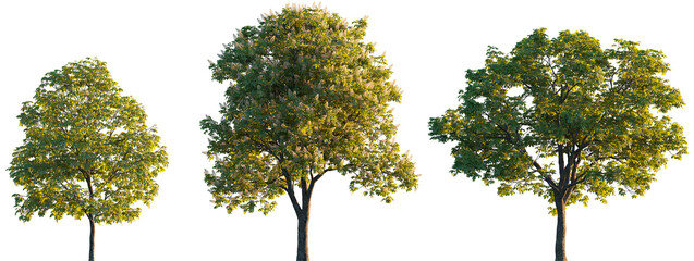 Aesculus hippocastanum, the horse chestnut trees isolated sunset lighting png on a transparent background premium cutout (horse-chestnut, European horsechestnut, buckeye, conker tree, castanea)