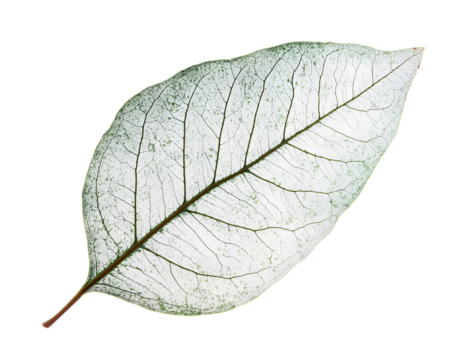 A delicate and translucent leaf showcasing intricate vein patterns, set against a clean white background, perfect for design and nature-themed projects.