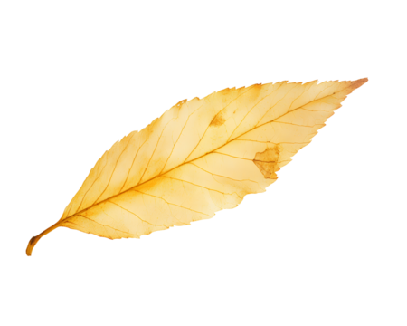 A single dry yellow leaf isolated on a white background, showcasing its intricate veins and natural texture, perfect for seasonal themes or nature-inspired designs. - Powered by Adobe
