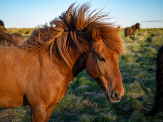 Group of icelandic horses grazing in a rural grassland sunset light in golden circle area with Vik in Iceland