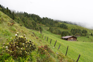 Wild Alpine Flowers and Rustic Cabin in the Misty Hills of Zillertal, Austria
